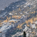 Subalpine larches on an unknown mountain