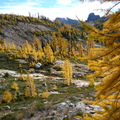Subalpine larches viewed from Cutthroat Pass Trail