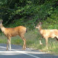 Deer, Out from Ozette