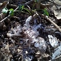 土壤裡長出來的小冰針 Needle Ice（霜柱）003
