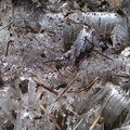 土壤裡長出來的小冰針 Needle Ice（霜柱）002