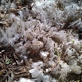 土壤裡長出來的小冰針 Needle Ice（霜柱）001