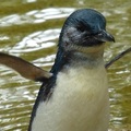 動物園裡的小企鵝 little penguins