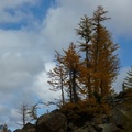 華盛頓州的高山落葉松 Lake Ingalls Trail 06