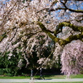 西雅圖華盛頓大學植物園櫻花 01