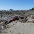 Dead Whale, Ozette, Olympic Peninsula