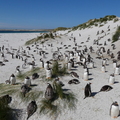 福克蘭群島的 Gentoo 企鵝