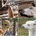 美洲羊駝的種類～guanaco, llama, vicuña, alpaca