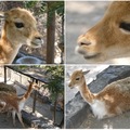 智利聖地牙哥國家動物園的小羊駝 vicuña