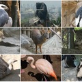 智利聖地牙哥國家動物園動物圖輯