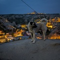 土耳其卡帕多奇亞高樂美清晨的土耳其坎高犬 Kangal Shepherd Dog, 遠方是 Uçhisar Castle
