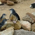 動物園裡的小企鵝 Little Penguins