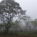 林中的霧