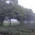 茶園的霧