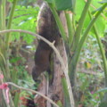 爬在香蕉樹上的松鼠