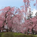 2014-04-日本東北櫻花之旅