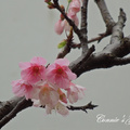我的櫻花樹