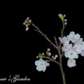 我的櫻花樹