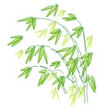 綠竹
