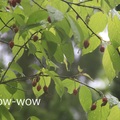 張學良 的  幽幽清泉夢
山居幽處境  舊雨引心寒  輾轉眠不得  枕上淚難乾