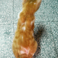 08-07-02_貓背上的疤A  (450x600)