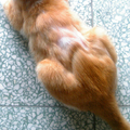 08-07-02_貓背上的疤B (450x537)