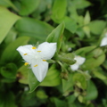 2014.6.26--陽明山二子坪之植物篇