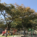 台南北區。凱德公園