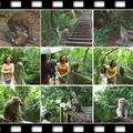 2012/9/16 登柴山練力..滿山都是獼猴，牠們不怕人，還有一個不好的習慣【喜歡搶塑膠袋】...一定要特別小心。
