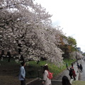 東京皇居護城河櫻花