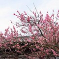 櫻之春