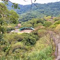 0210三層北投官花張吳記