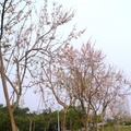 嘉義市的(南洋)櫻花盛開了