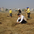 提供廢棄稻草