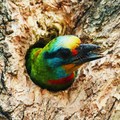 五色鳥5-台南中山公園-2012-5-11