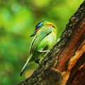 五色鳥7-台南中山公園-2012-5-11