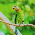 五色鳥6-台南中山公園-2012-5-11