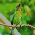 五色鳥5-台南中山公園-2012-5-11