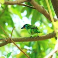 五色鳥3-台南中山公園-2012-5-11