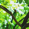 五色鳥2-台南中山公園-2012-5-11