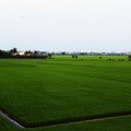 水稻田-中山高速公路嘉義路段-2012-4-14