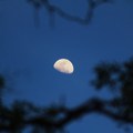 月亮5-台南市中山公園-2012-5-1