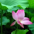 pink_lotus