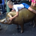 pig with a child