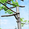 木棉樹修成木人樁 4.26