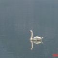 Hallstatt湖上的天鵝
