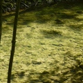 莫拉斯基鐘乳石河流之清澈