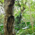 花蓮 － 美崙山森林公園