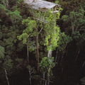 好高的樹屋（新幾內亞原住民建）