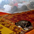 低年級學童的午休時間，貓咪也在一旁陪睡…